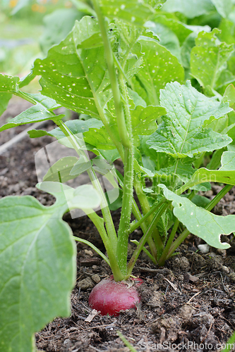 Image of Row of peppery red radishes growing in rich soil