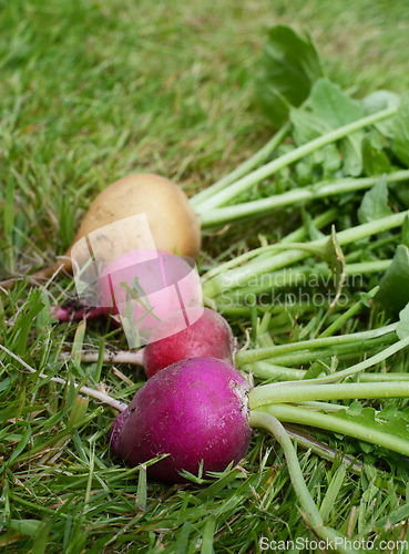 Image of Four rainbow radishes lying on grass