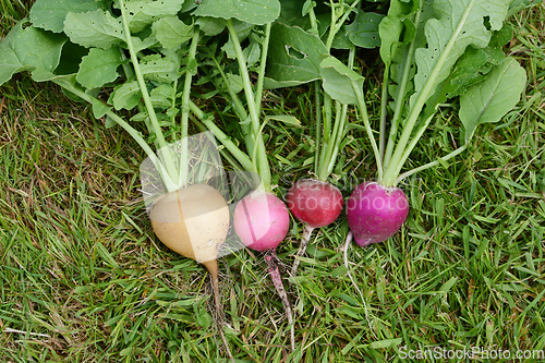 Image of Freshly-harvested radishes on grass - rainbow variety