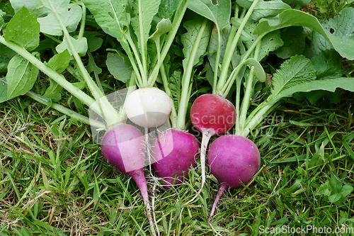 Image of Five fresh radishes with spiky green foliage