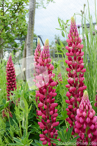 Image of Deep pink dwarf lupins in a summer garden