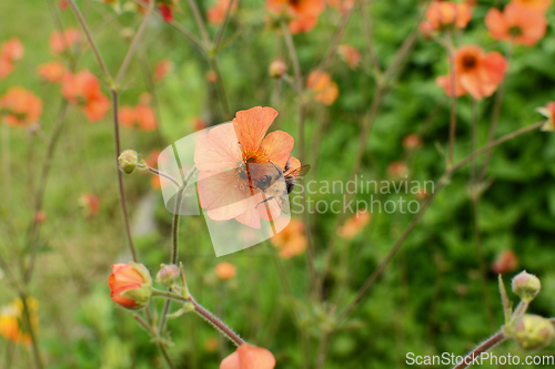Image of Tree bumblebee collecting pollen from an orange geum flower