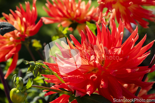 Image of Orange dahlia