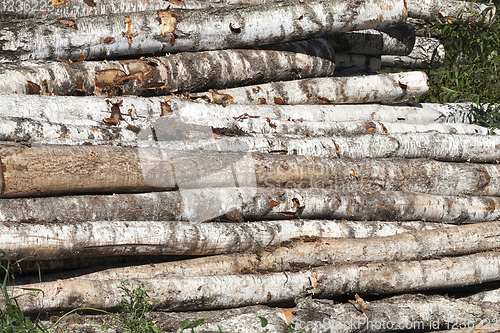 Image of birch wood