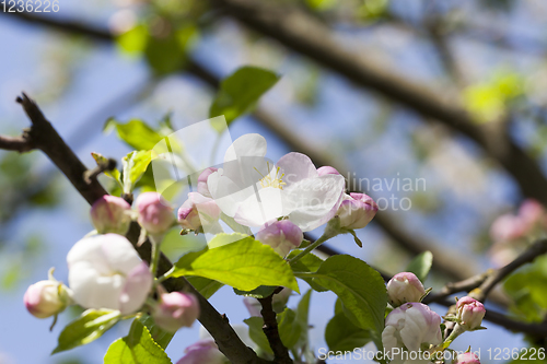 Image of apple fruit tree