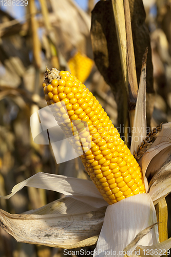 Image of damaged corn