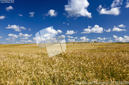 Image of golden rye