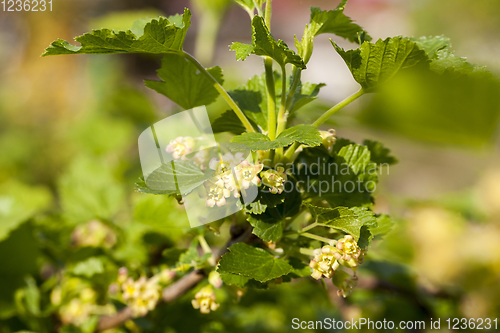 Image of green blackcurrant flowers