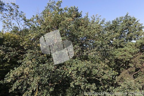 Image of mixed forest