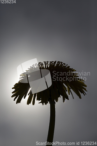 Image of dandelion silhouette