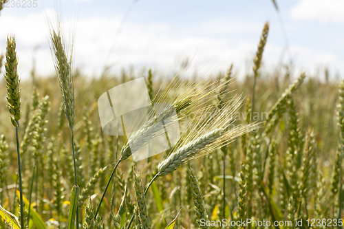 Image of unripe wheat spikelets