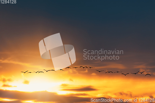 Image of flying flock Common Crane, Hortobagy Hungary