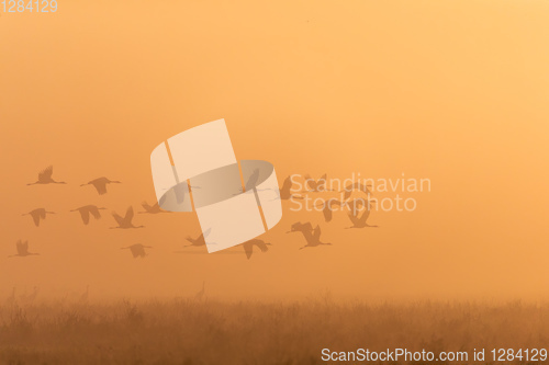 Image of flying flock Common Crane, Hortobagy Hungary