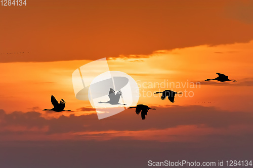 Image of flying flock Common Crane, Hortobagy Hungary