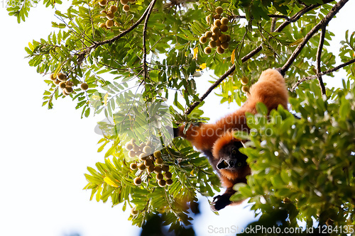 Image of Red ruffed lemur, Varecia rubra