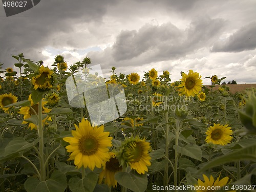 Image of Sunflower