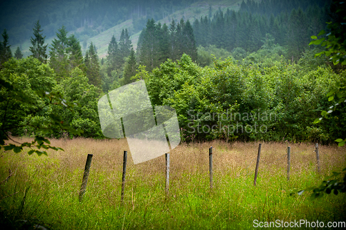 Image of landscape with trees