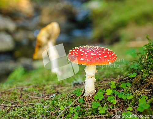 Image of red mushroom in the forest