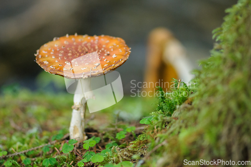 Image of mushroom in the forest