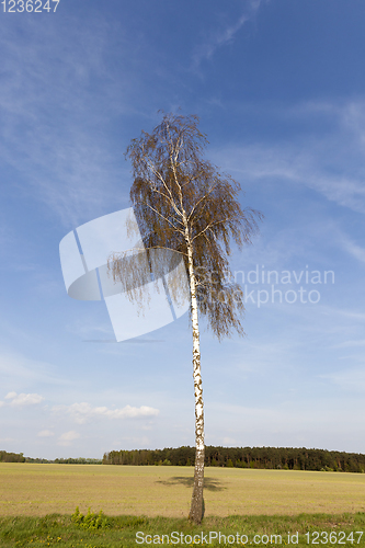 Image of birch trunk