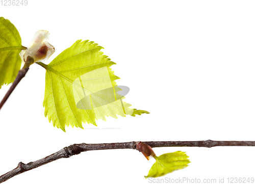 Image of leaves of birch