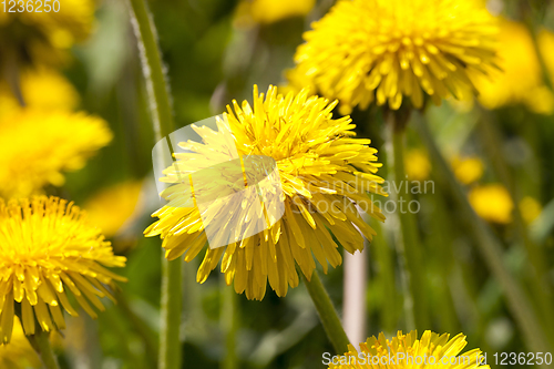 Image of green leaves and yellow flowers