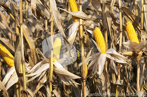 Image of late corn harvest