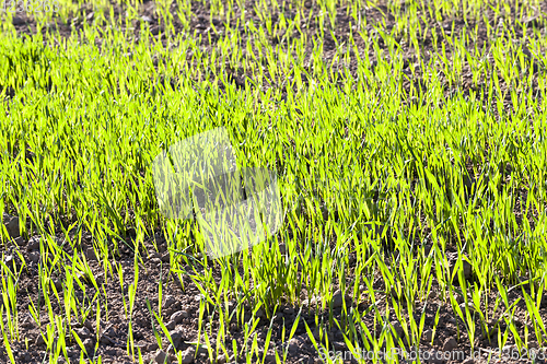 Image of agricultural field