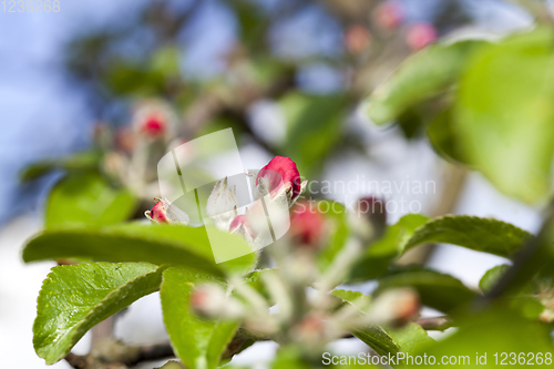 Image of red flowers