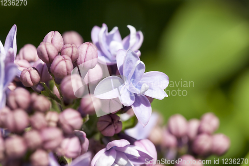 Image of purple flowers