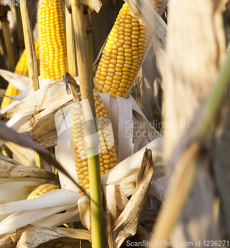 Image of corn rotten