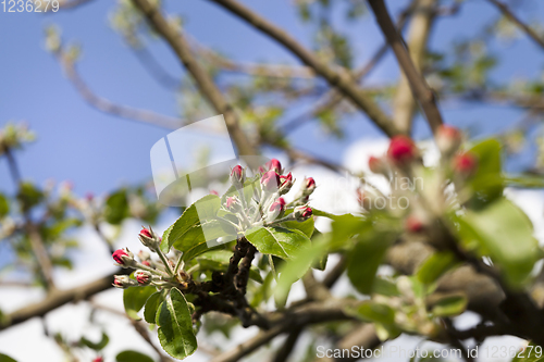 Image of red flowers