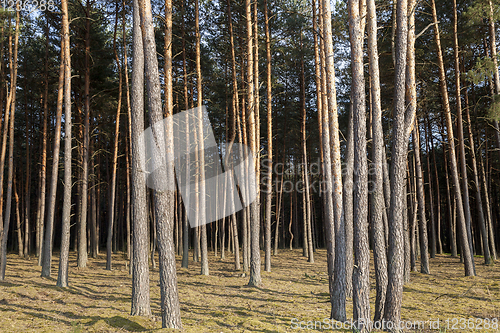 Image of summer landscape