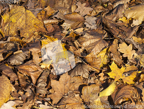 Image of orange foliage