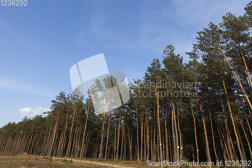 Image of pine forest