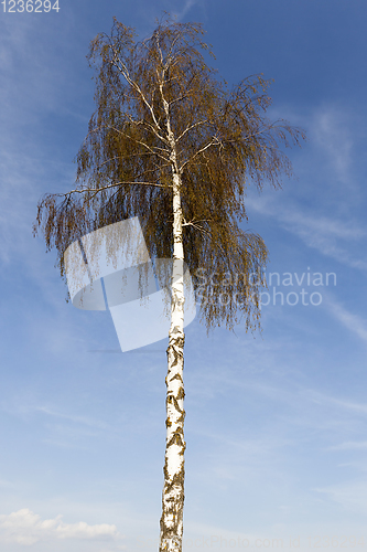Image of birch trunk