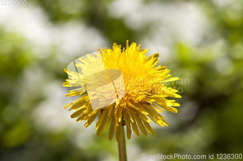 Image of yellow dandelion