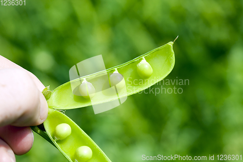 Image of open pea pod