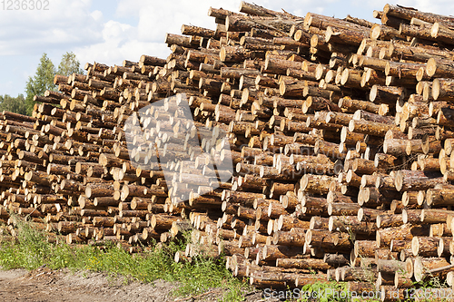 Image of pile of pine trunks