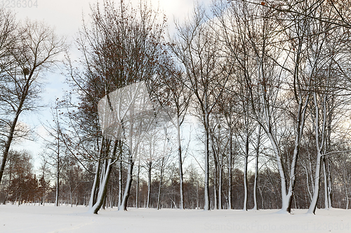 Image of trees in winter forest