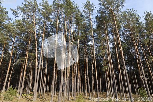 Image of summer landscape in a pine forest