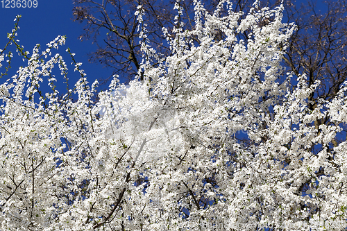 Image of white cherry flowers