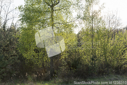 Image of tree foliage