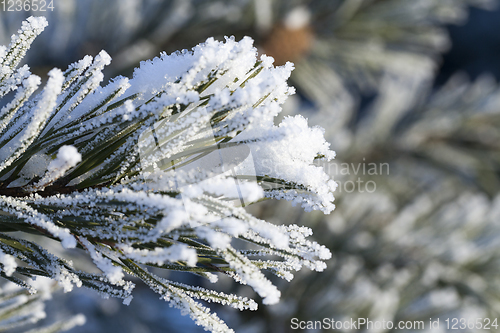 Image of Pine with a frost