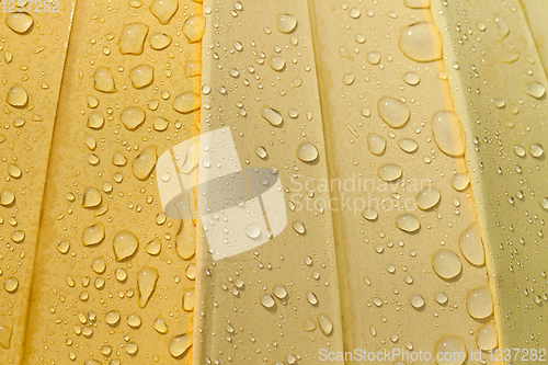 Image of yellow umbrella , drop