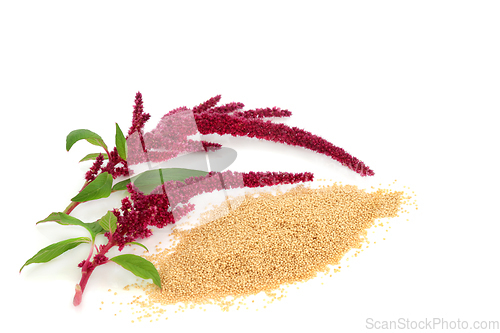 Image of Amaranth Grain with Amaranthus Plant in Flower 