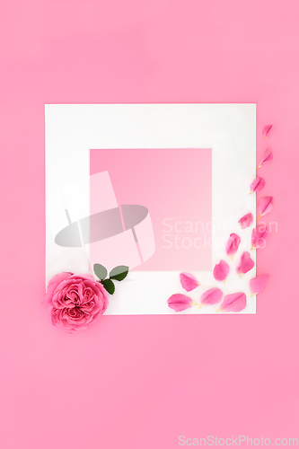 Image of Valentines Day Pink Rose Flower for Lovers