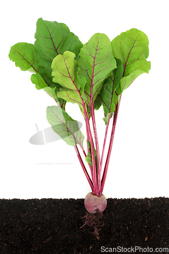 Image of Beetroot Plant Growing in Earth Cross Section 