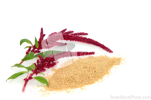 Image of Amaranth Grain with Amaranthus Plant in Flower 