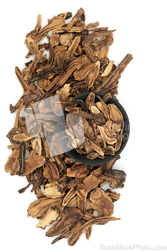 Image of Hog Fennel Root Herb Herbal Plant Medicine